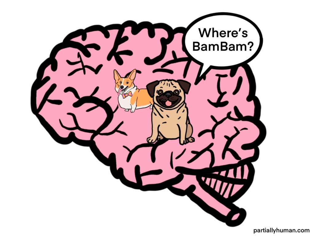 Pug in brain asking "where's BamBam?"